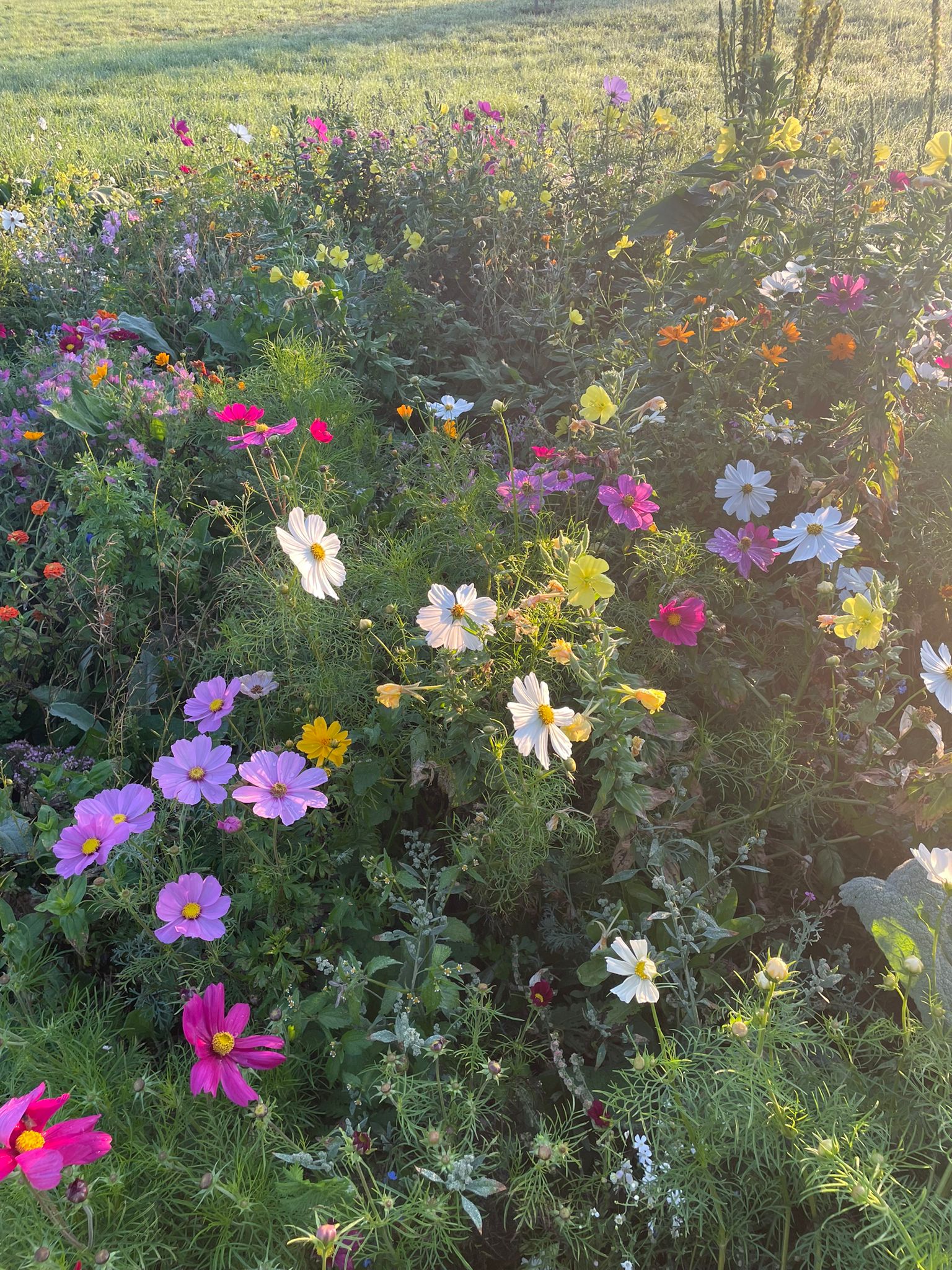 Unsere Streuobstwiese 2023