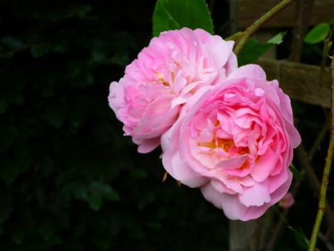 PittnerAnf-Juni--17-