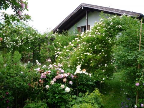 PittnerAnf-Juni--22-