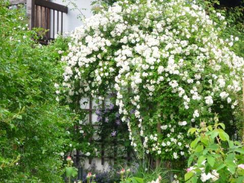 PittnerAnf-Juni--25-