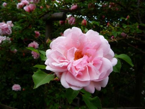 PittnerAnf-Juni--26-