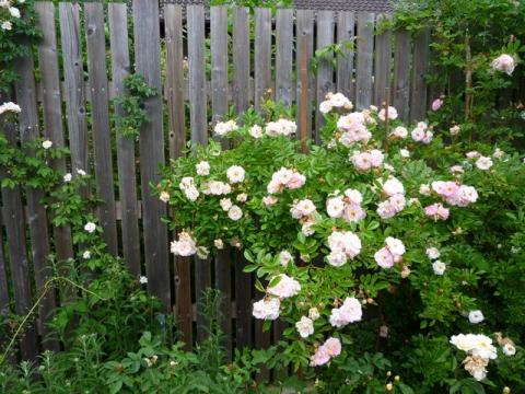 PittnerAnf-Juni--33-