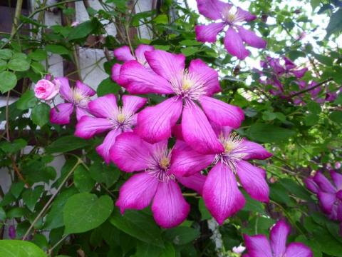 PittnerAnf-Juni--35-