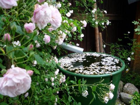 PittnerAnf-Juni--36-