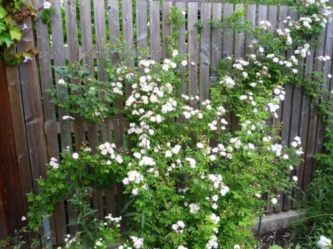 PittnerAnf-Juni--38-