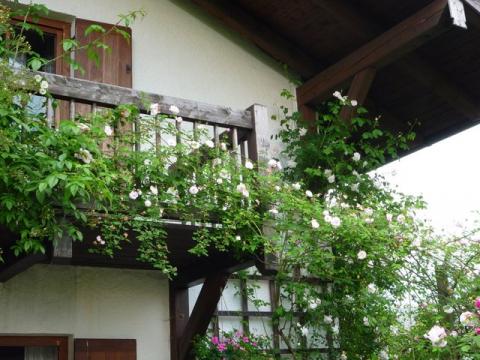 PittnerAnf-Juni--40-