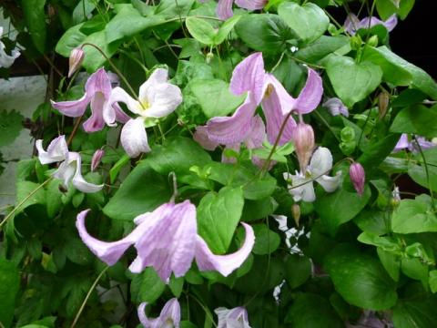 PittnerAnf-Juni--41-