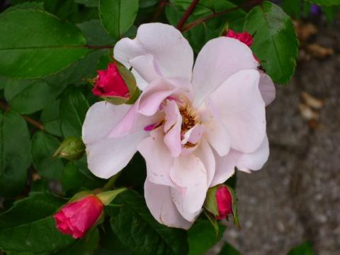 PittnerAnf-Juni--42-