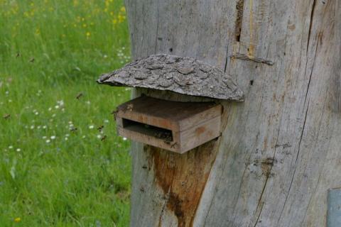 Streuobstwiese-Mai-08