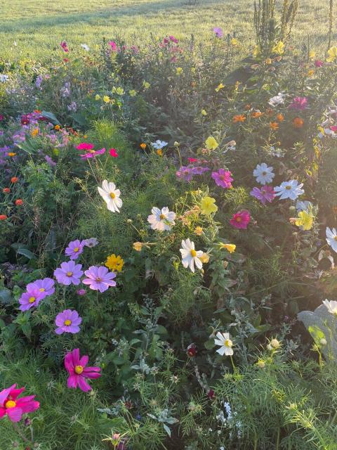 Unsere Streuobstwiese 2023